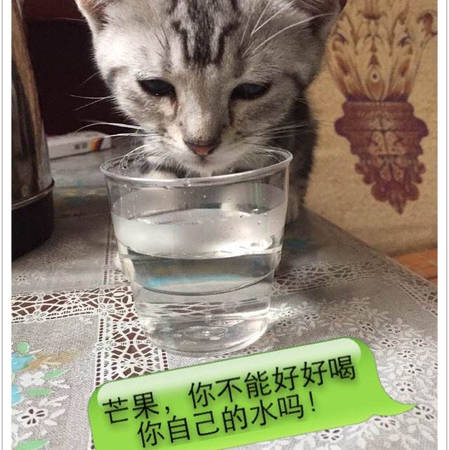 购买假皮勒学院文凭毕业证